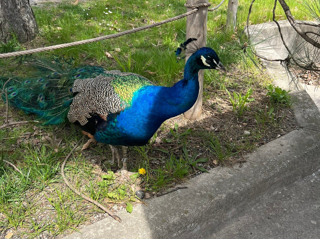 Potter Park Zoo-兰辛必去景点