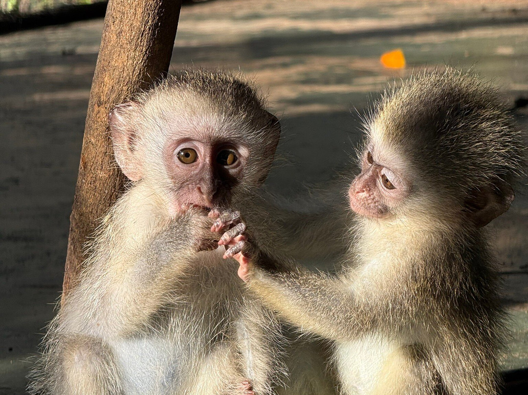 Vervet Monkey Foundation-参宁必去景点