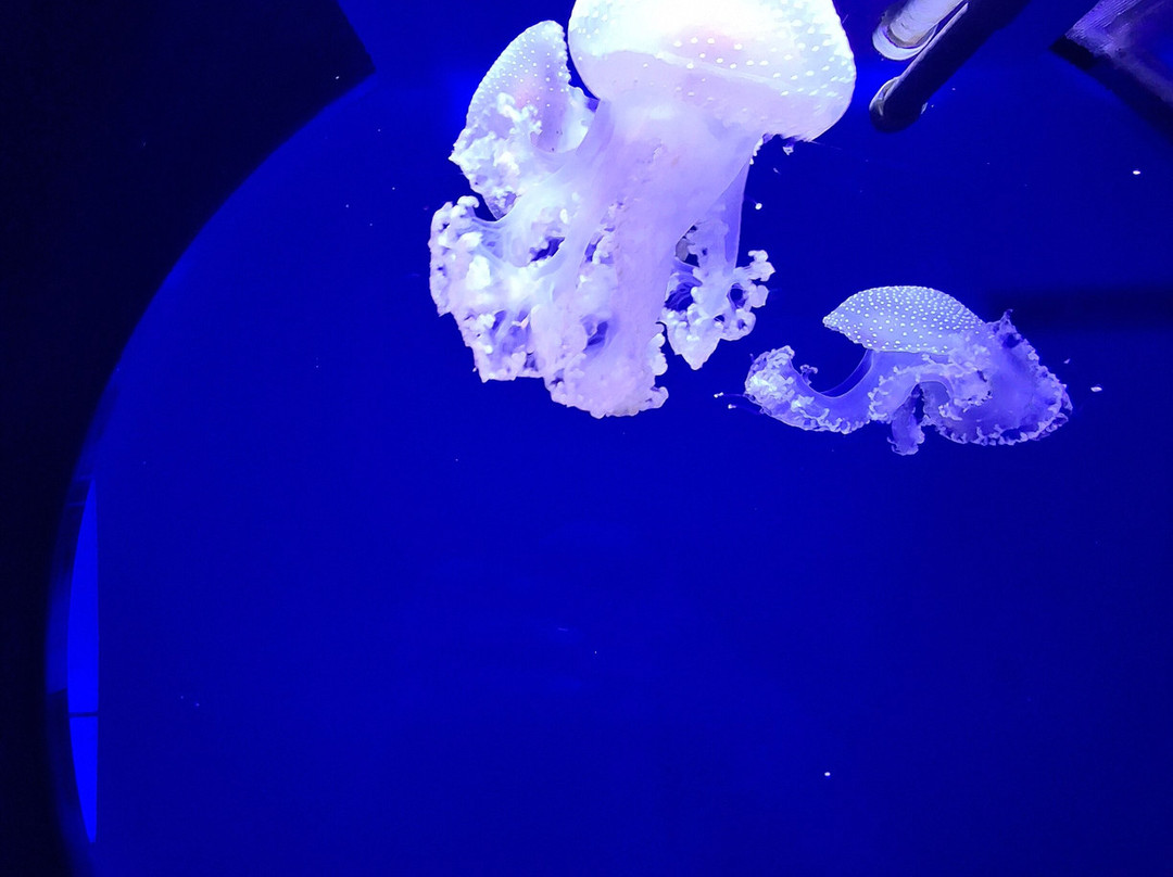 热那亚水族馆-热那亚必去景点