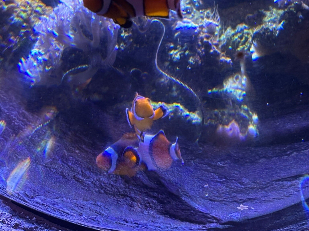 Aquarium de Biarritz-比亚里茨必去景点