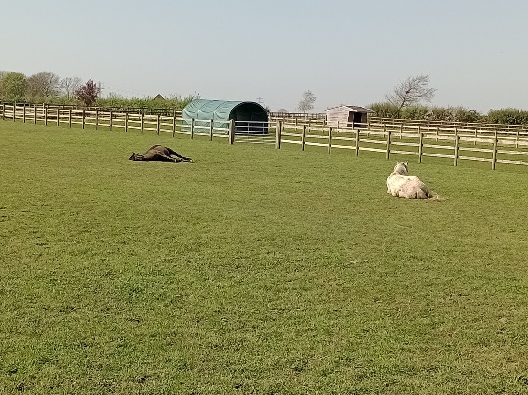 Bransby Horses-Bransby必去景点