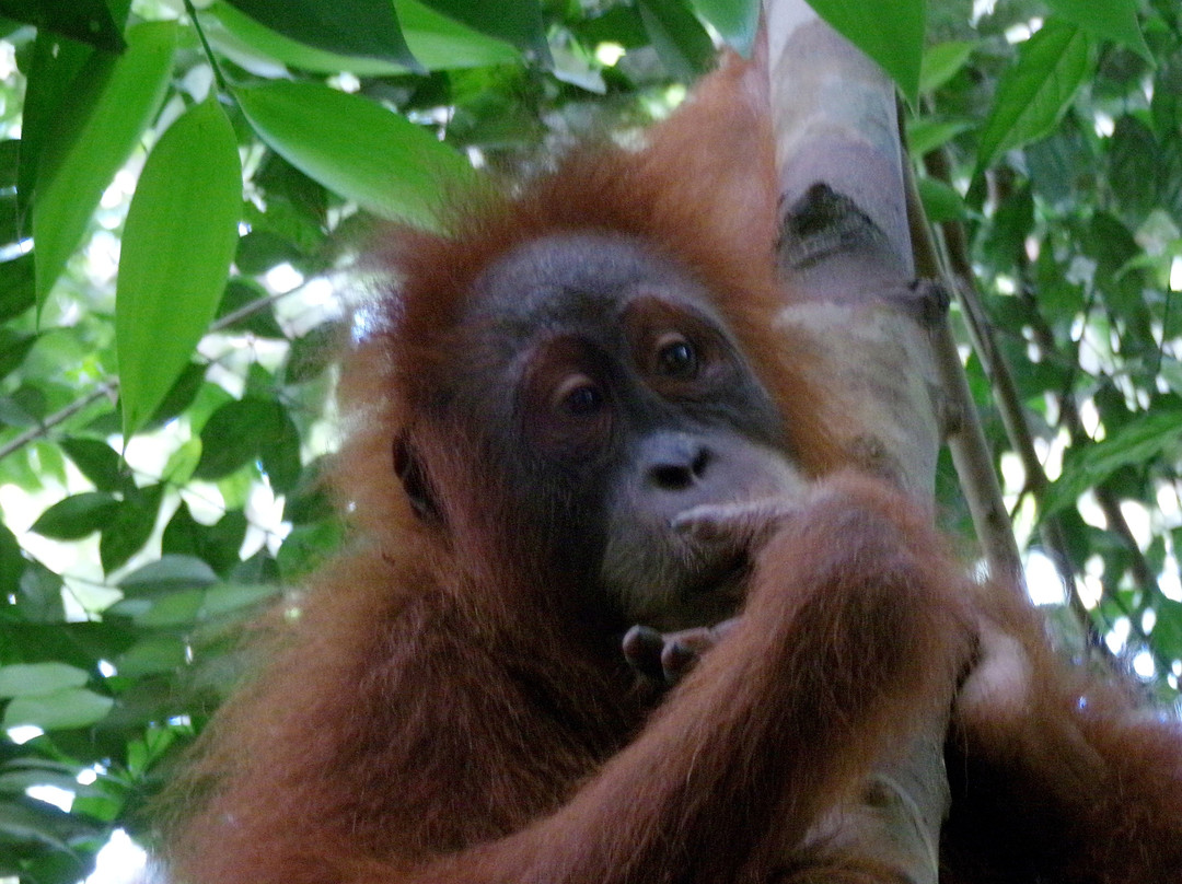 Sumatra Orangutan Tour-棉兰必去景点