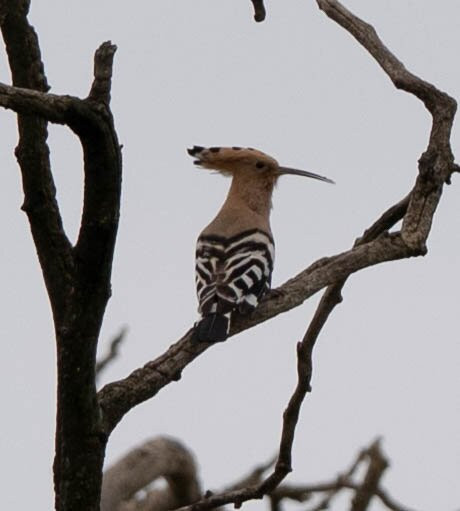 Hungarianbirdwatching.com Day Tours-布达佩斯必去景点