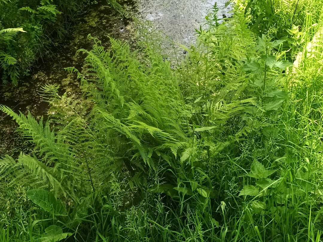 Botanical Garden Arboretum Oudenbosch-Oudenbosch必去景点