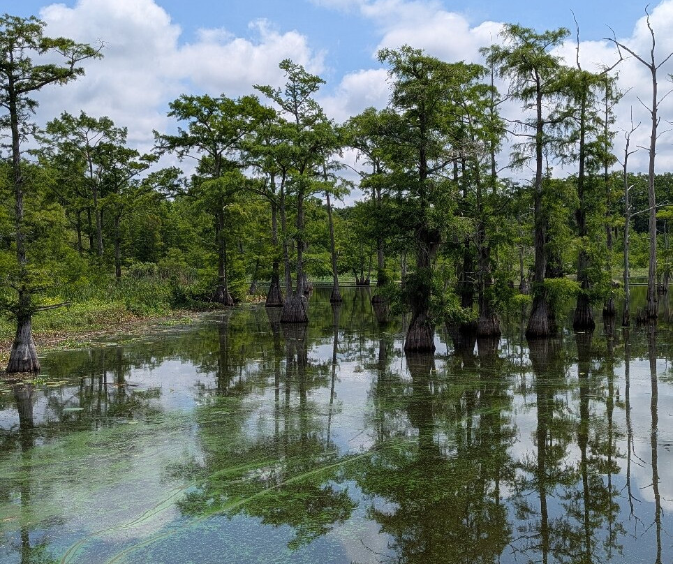 Black Bayou Lake National Wildlife Refuge-门罗必去景点
