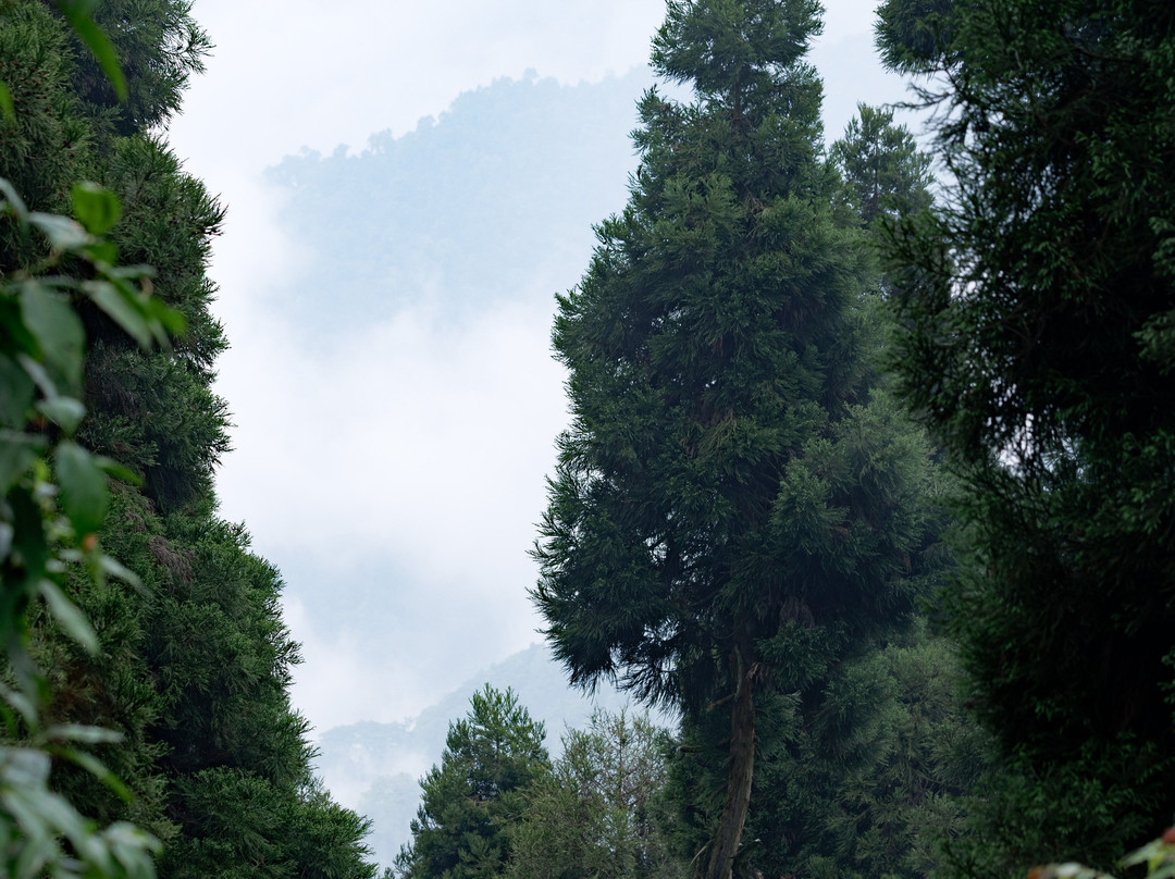 Neora Valley National Park-Darjeeling District必去景点