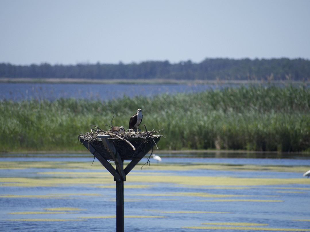 Blackwater National Wildlife Refuge-坎布里奇必去景点