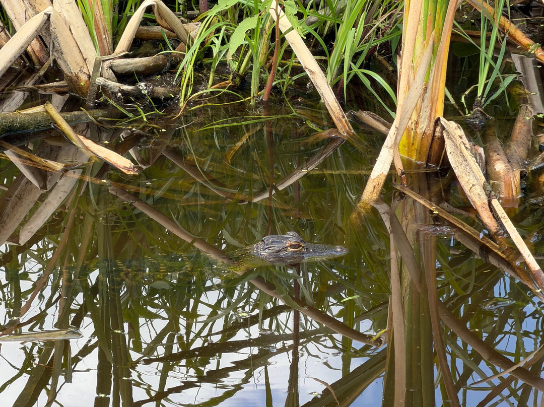Swamp Fever Airboat Adventures-Lake Panasoffkee必去景点