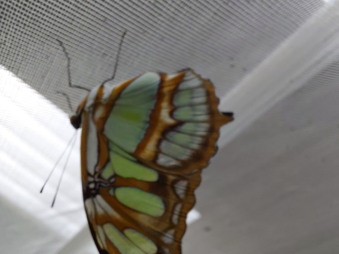Butterfly World and Fountain World-Wootton必去景点