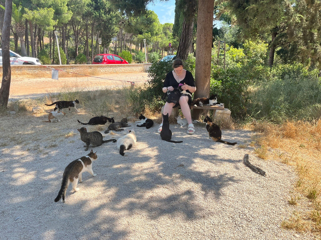 Kallithea Cats