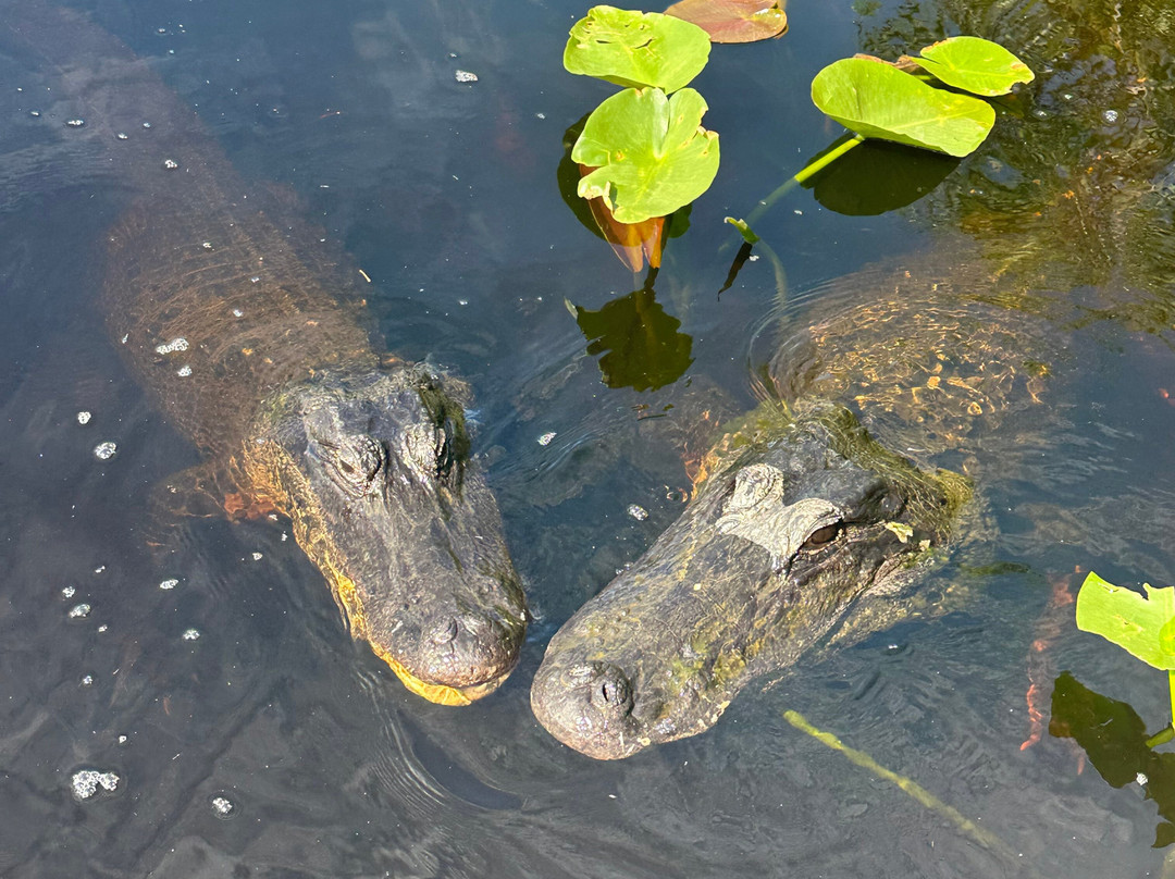 Everglades Swamp Tours-Everglades Wildlife Management Area必去景点