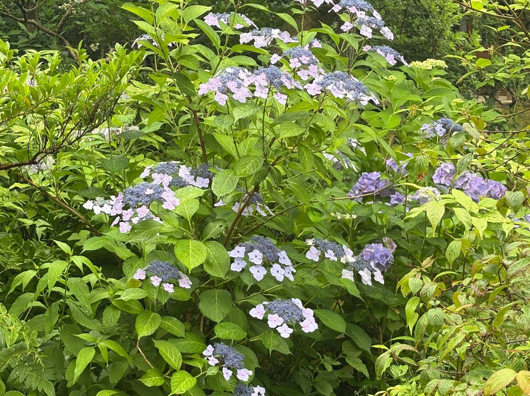 Urakuen Garden-犬山市必去景点
