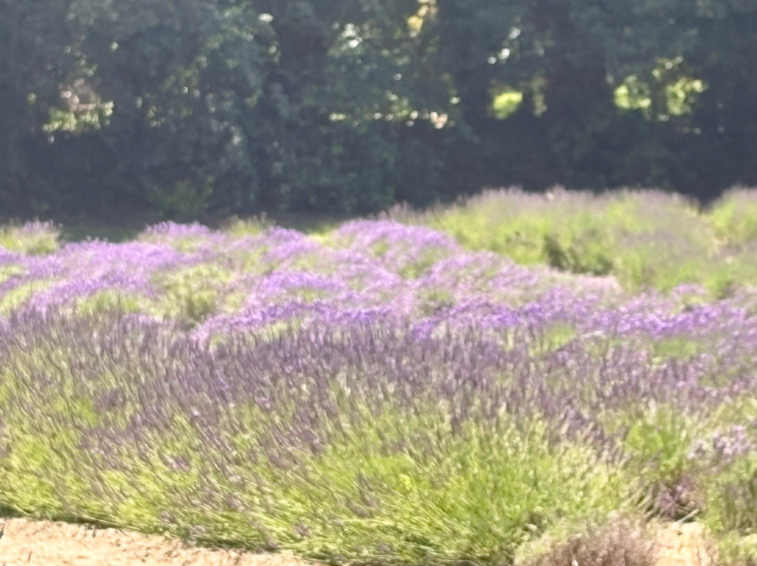 Jersey Lavender Farm-圣布雷拉德必去景点