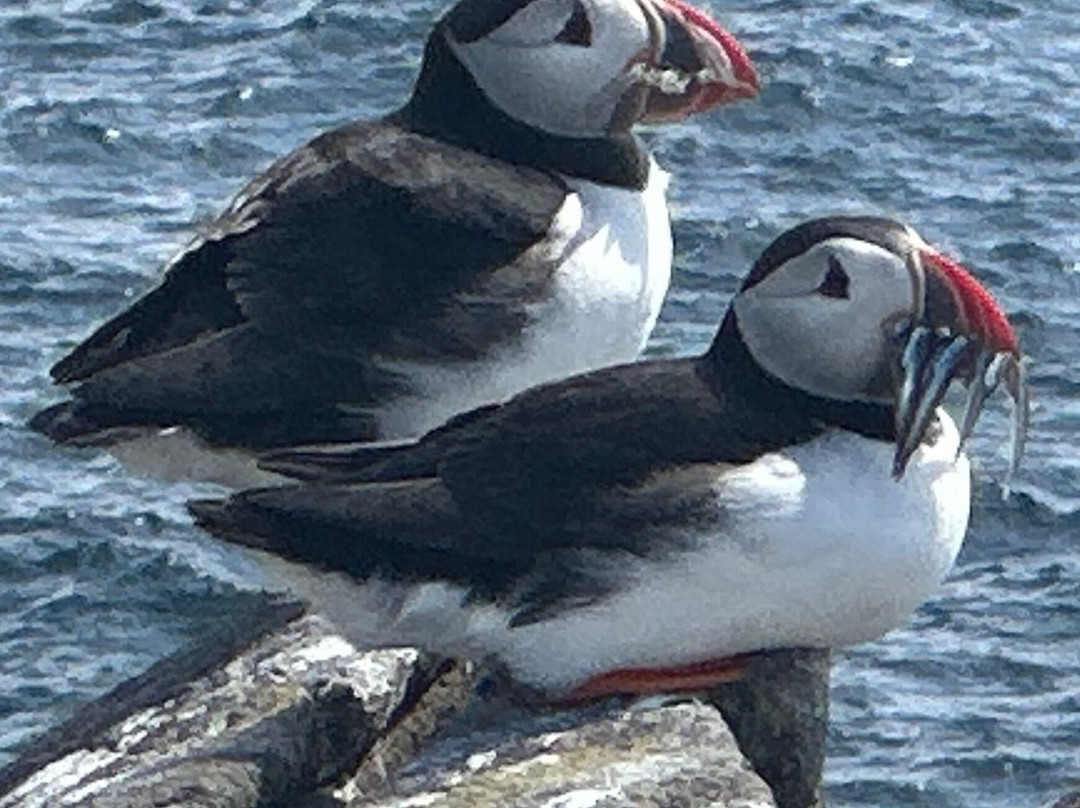 Isle Of May Boat Trips-Anstruther必去景点