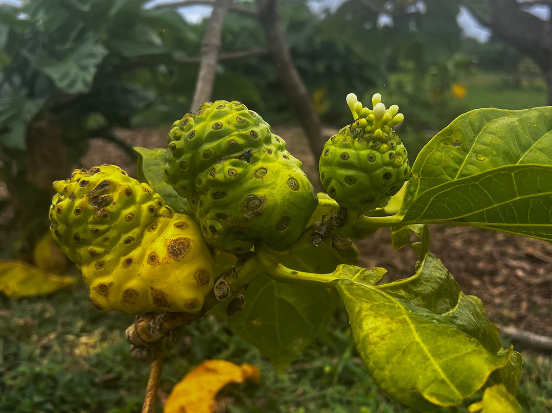 Hawaiian Organic Noni-基拉韦厄必去景点
