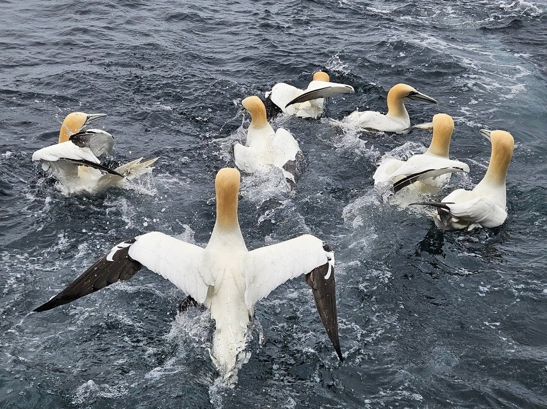 Shetland Seabird Tours - The Noss Boat-Lerwick必去景点