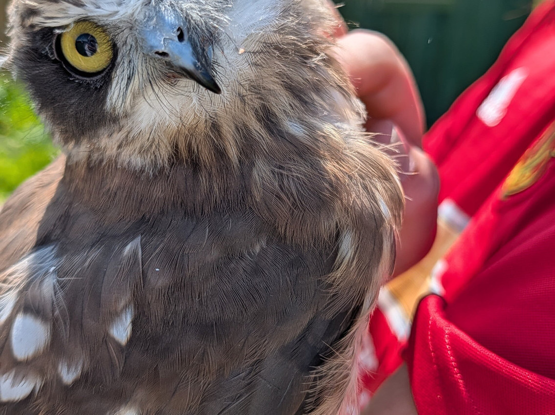 Fiáin Experiences - Wild Atlantic Wildlife Park-丁格尔必去景点