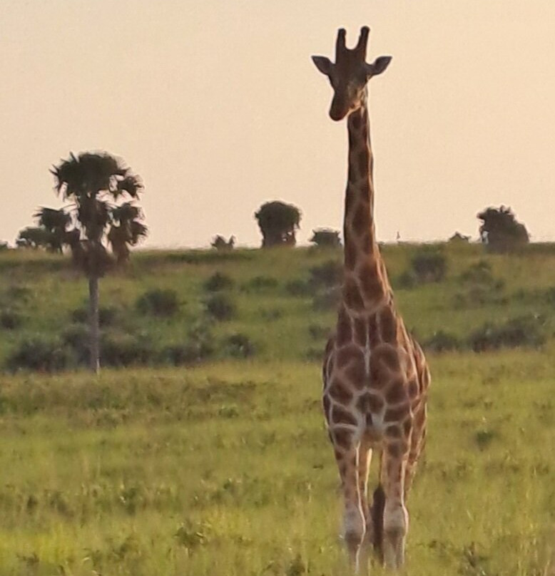 Kisoro Tours Uganda-坎帕拉必去景点