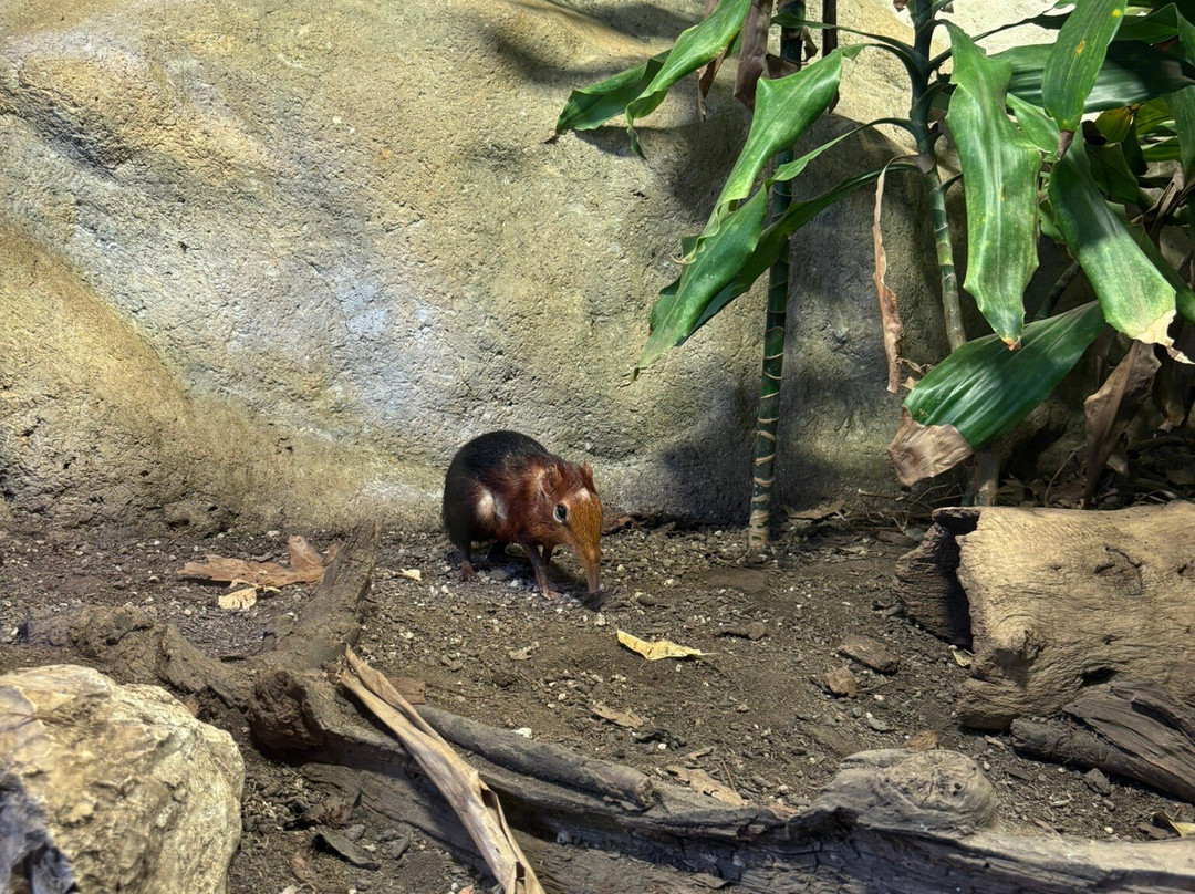 Zoo Basel-巴塞尔必去景点