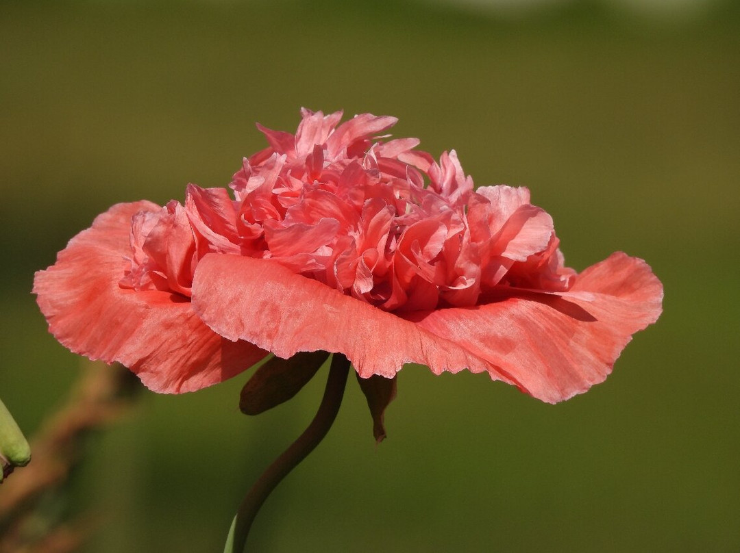 Green Island Gardens-Ardleigh必去景点