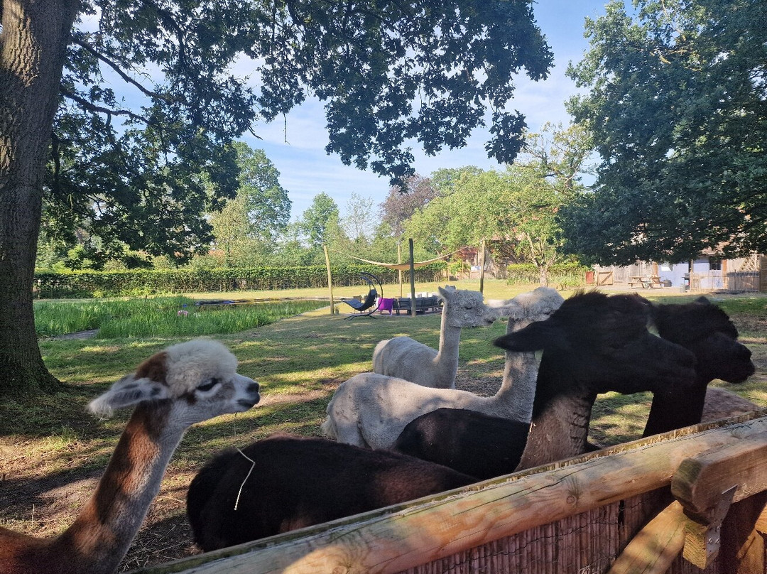 Epic Alpaca Farm