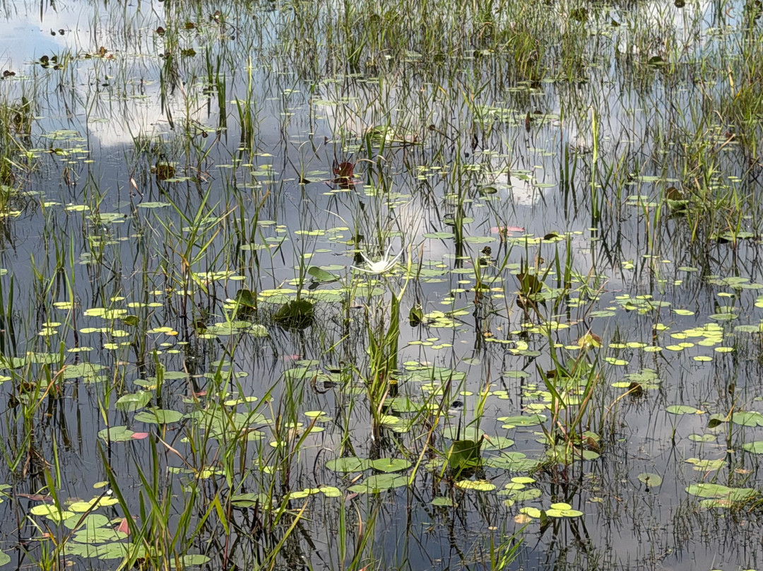 Everglades Swamp Tours-Everglades Wildlife Management Area必去景点
