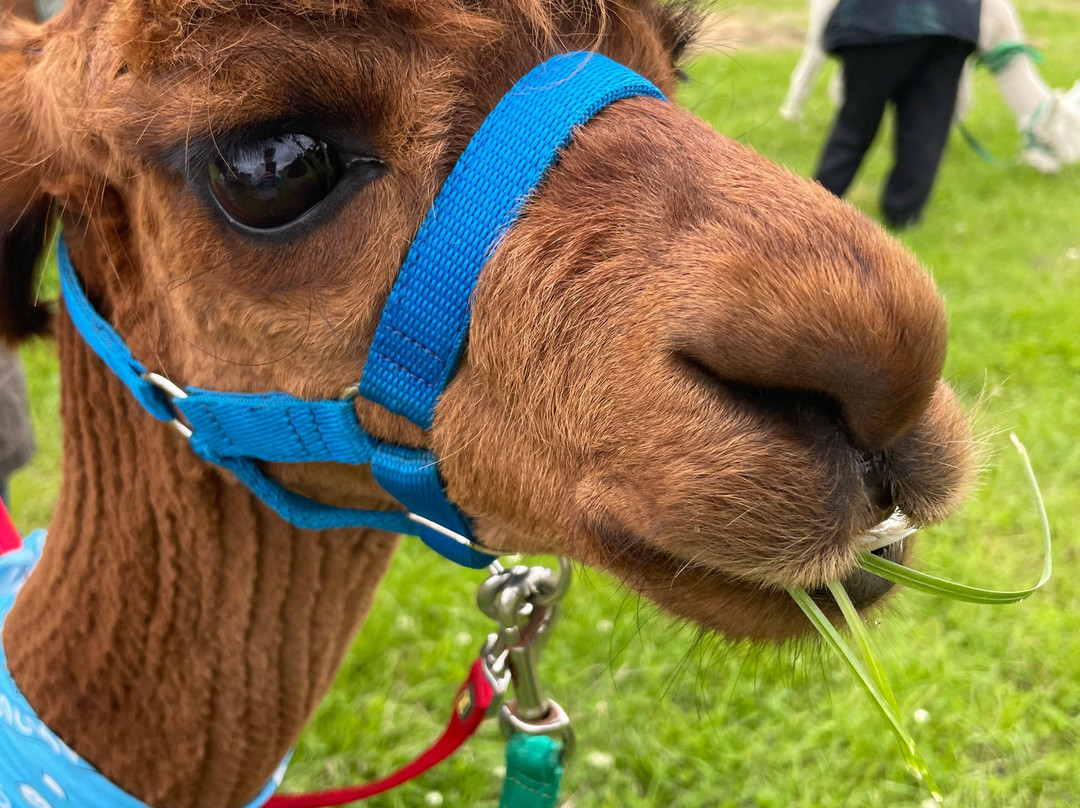 North Coast Alpacas-科尔雷恩必去景点