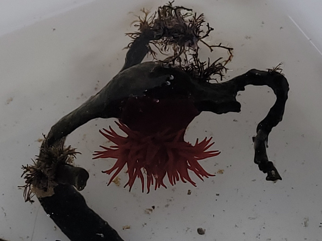 Shetland Rockpool Safaris-Sandwick必去景点