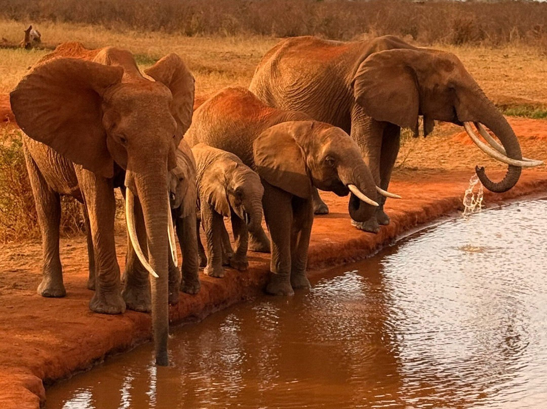 Gattokko - Safari e Tours in Kenya-瓦塔木必去景点