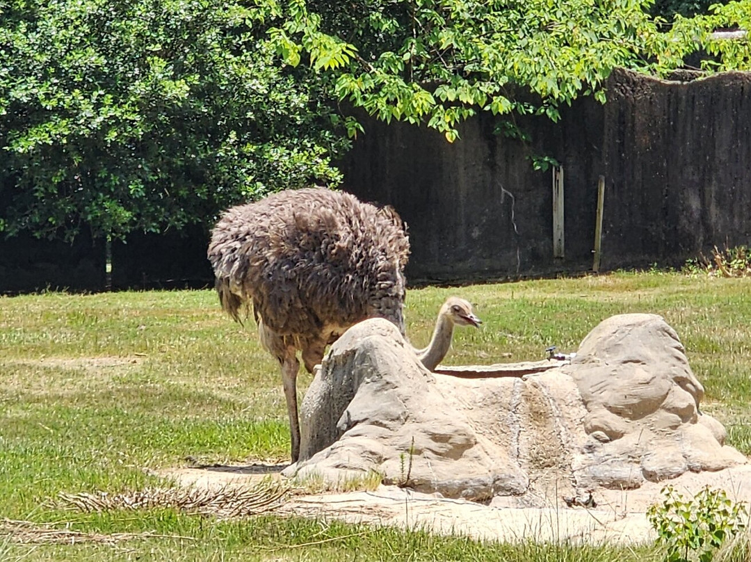 Baton Rouge Zoo-巴吞鲁日必去景点