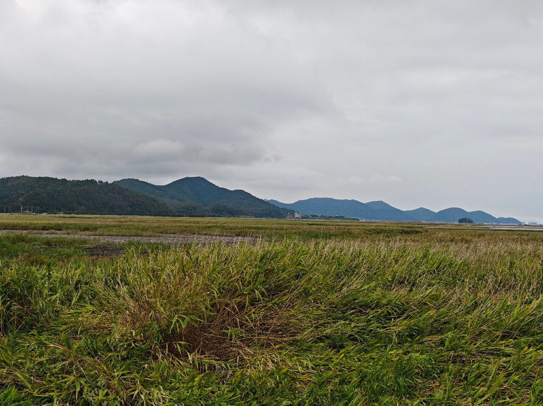 Suncheon Bay Wetland Reserve-顺天市必去景点