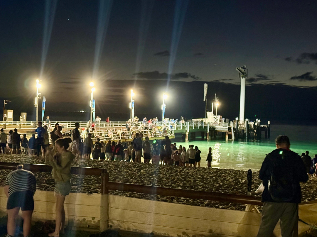 Tangalooma Wild Dolphin Feeding Program-天阁露玛必去景点
