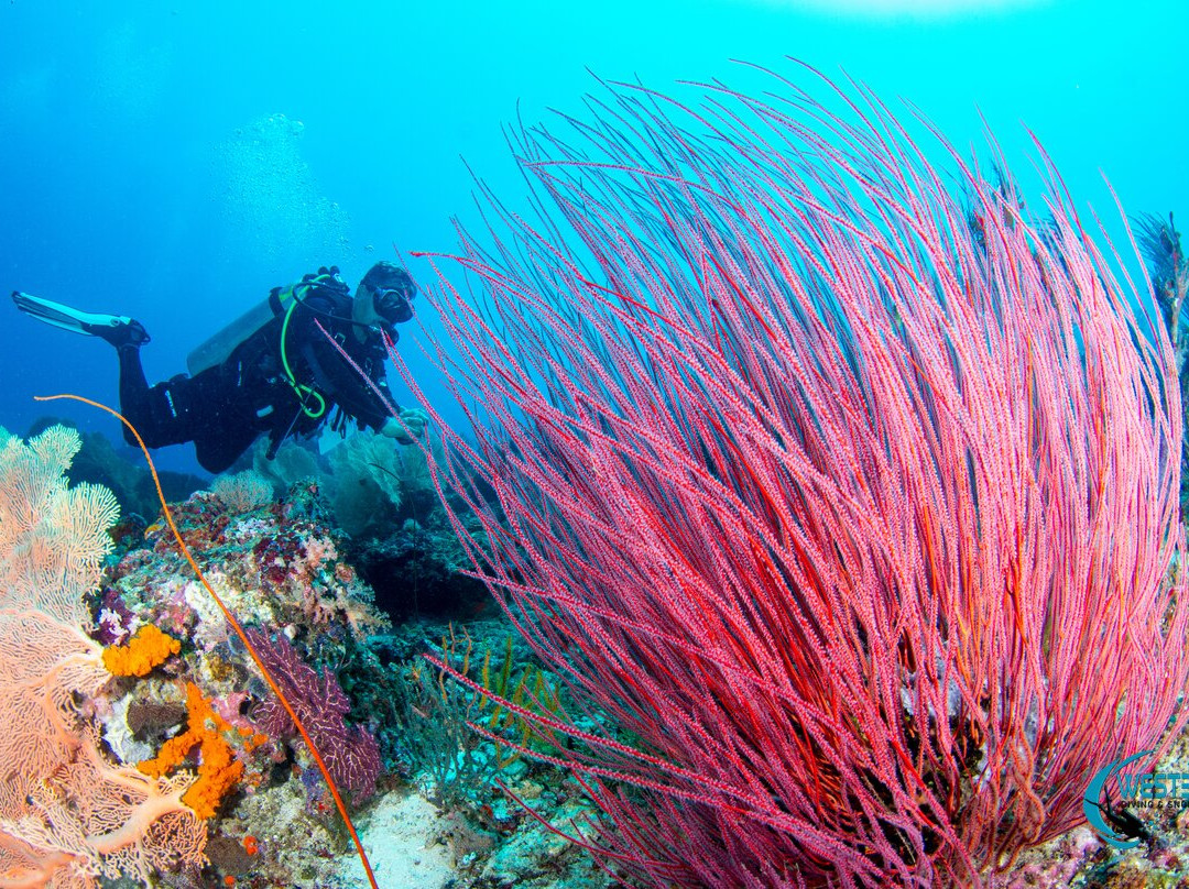 West Bali Diving And Snorkeling-Sumberkima必去景点