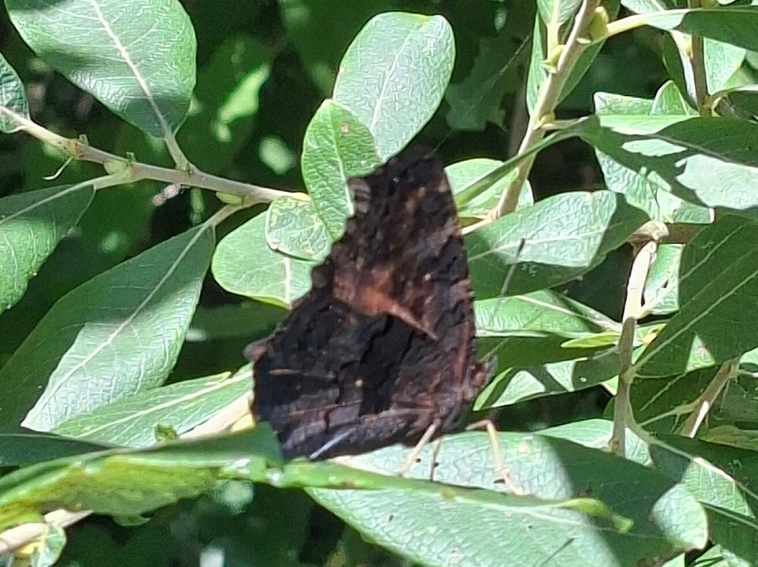 RSPB Leighton Moss Nature Reserve-Silverdale必去景点