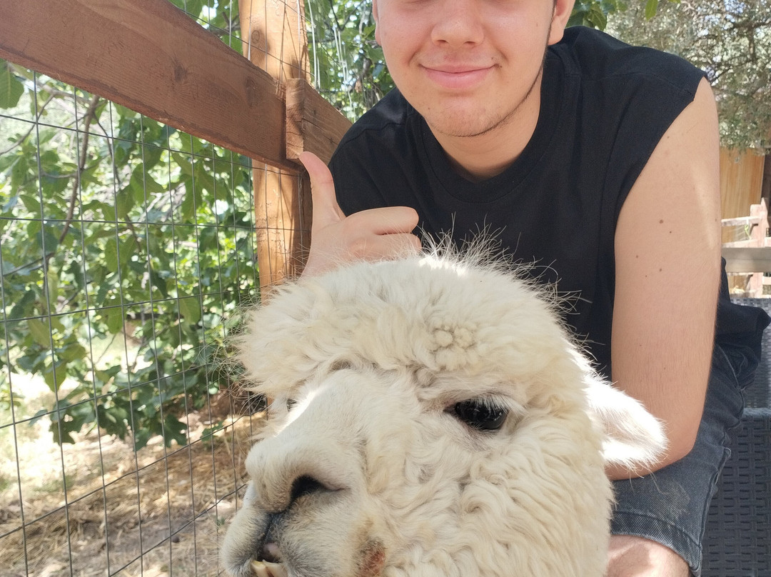 Basilicata Alpaca-Acerenza必去景点
