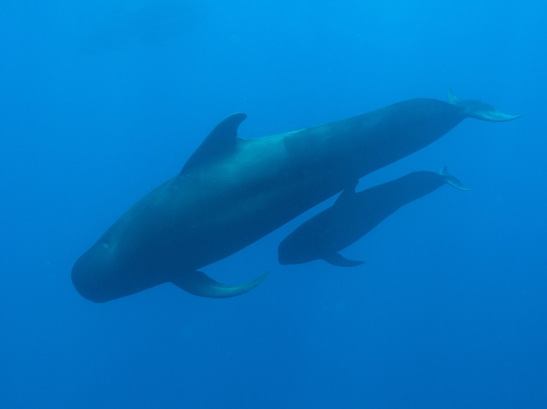 Baja Wild Encounters-La Ventana必去景点