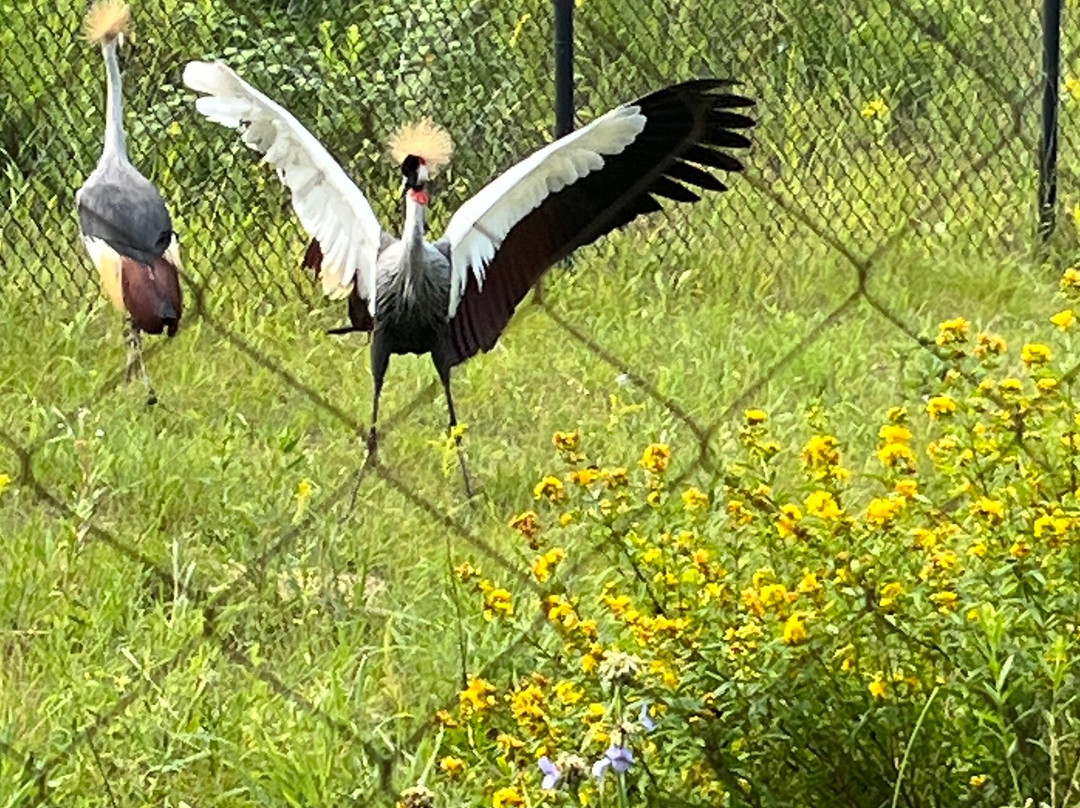 International Crane Foundation-巴拉布必去景点