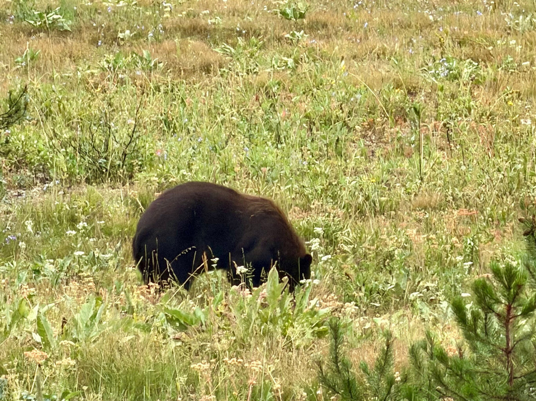 Jackson Hole Eco Tour Adventures-杰克逊必去景点