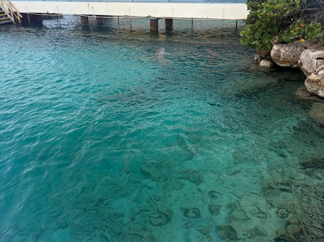 Dolphin Academy Curacao-威廉斯塔德必去景点