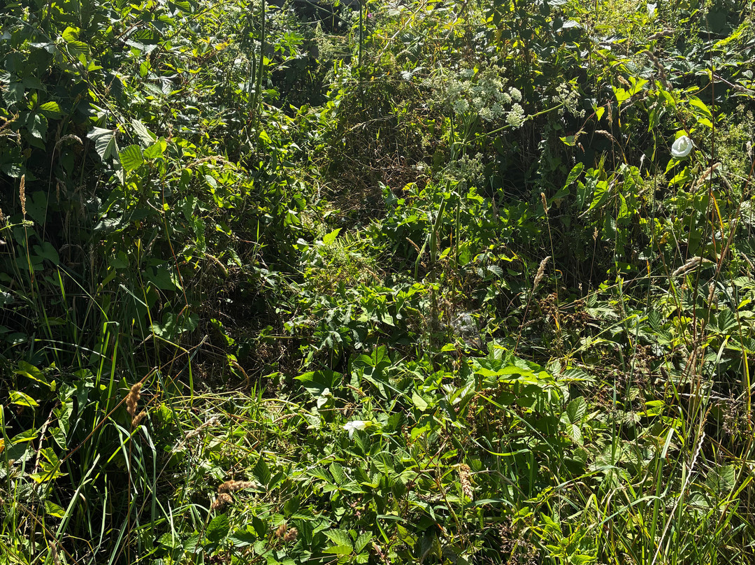 Rilla Mill and Plushabridge circular walk-Upton Cross必去景点