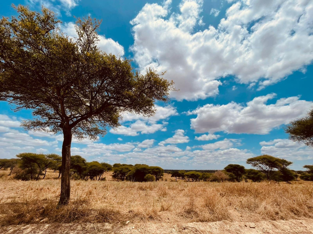 Nasikia Safaris-阿鲁沙必去景点