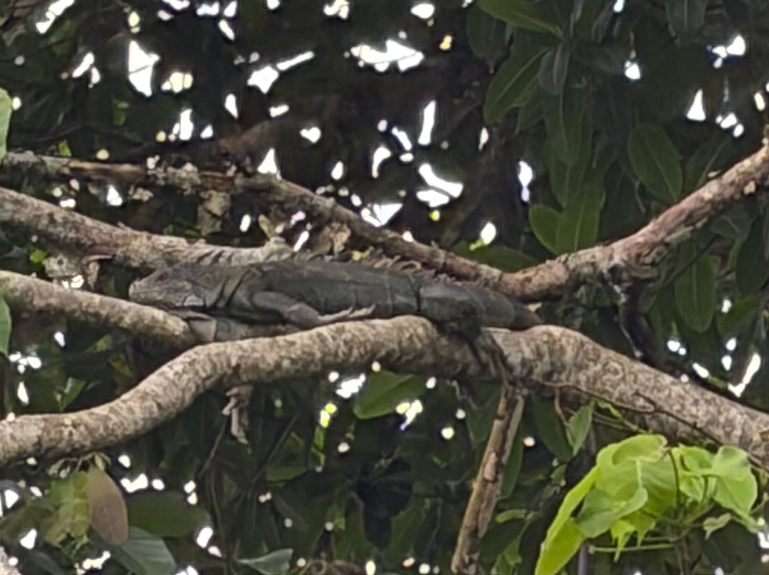 Cahuita Tours-卡维塔必去景点