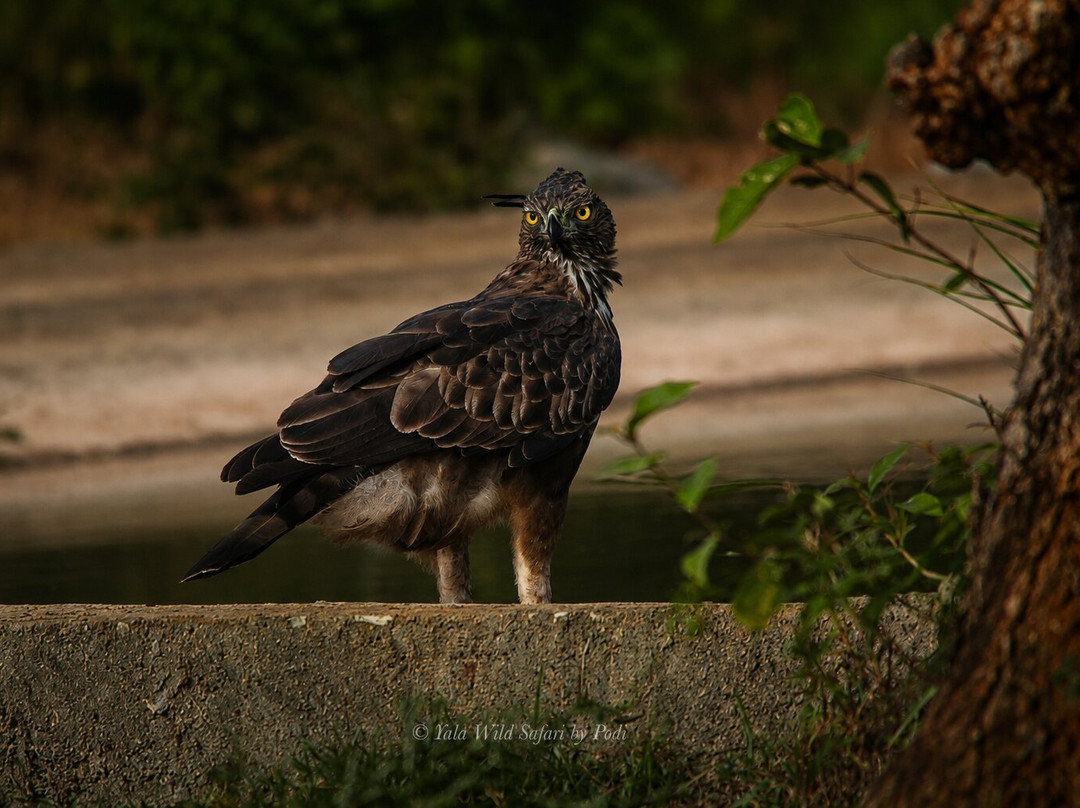 Yala Block 5 & 6 Safari by Podi