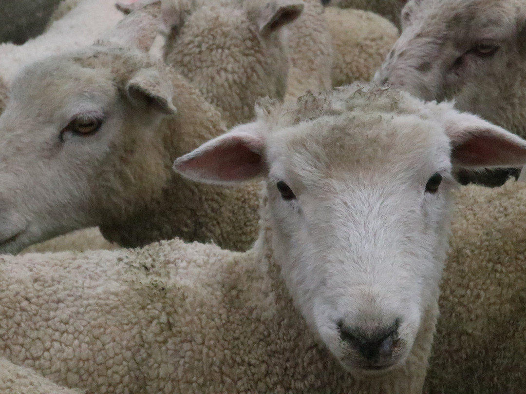 Feilding Saleyards Guided Tour-Feilding必去景点