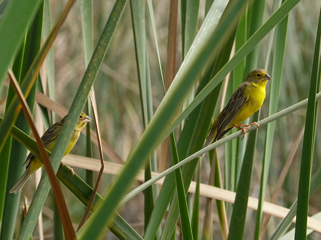 Humedal Pantanos de Villa-利马必去景点