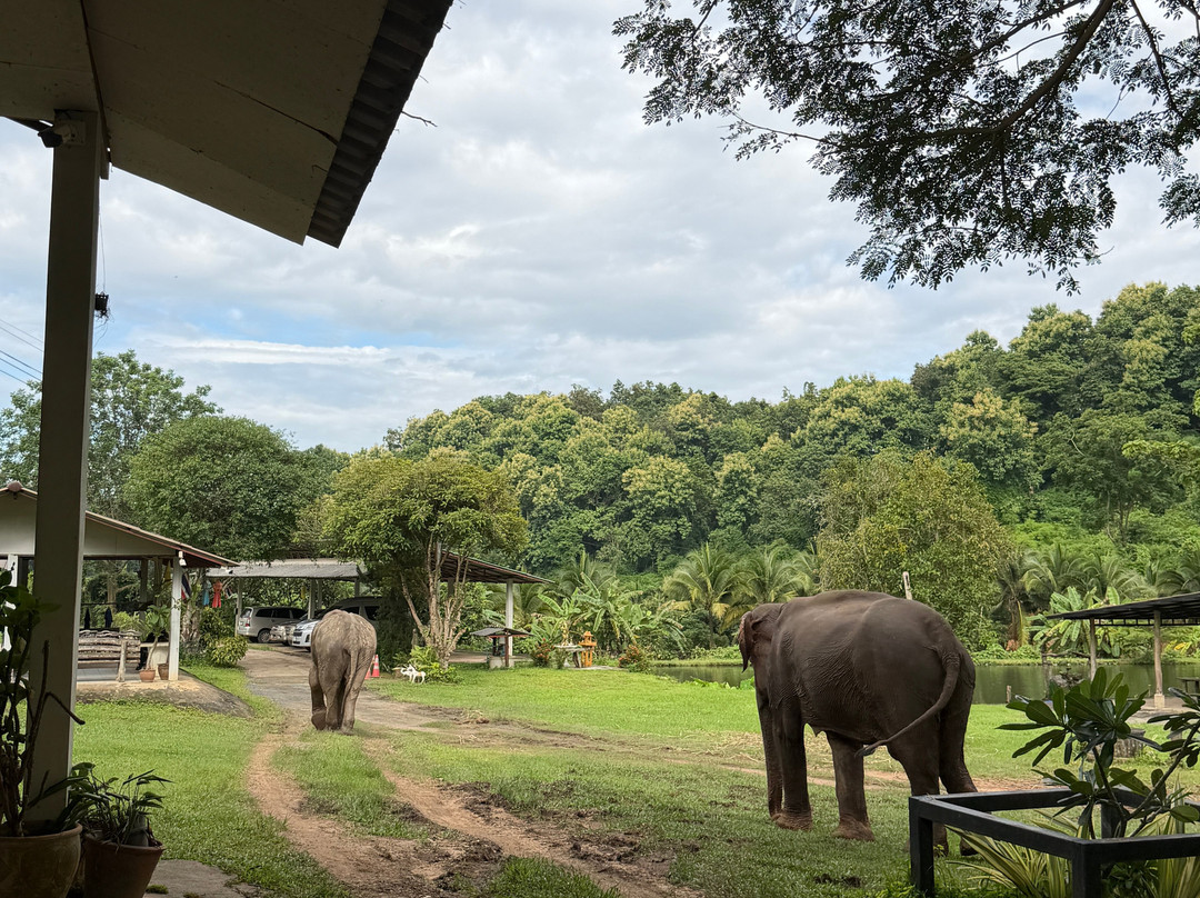 Lanna Kingdom Elephant Sanctuary-清迈必去景点