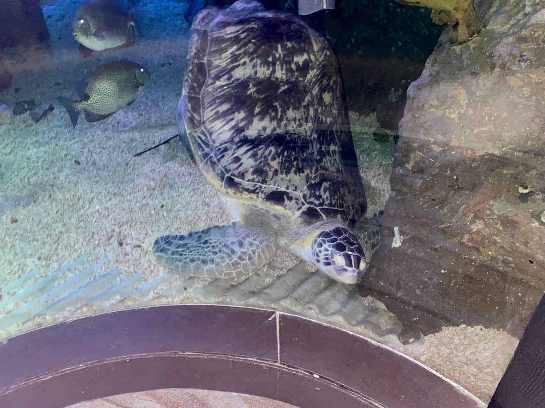 Sea Life Blankenberge-布朗肯堡必去景点