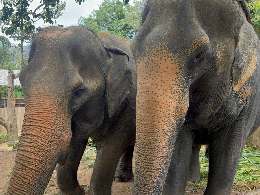 Hidden Forest Elephant Reserve-查龙必去景点