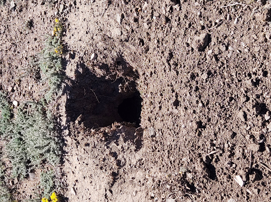 Greycliff Prairie Dog Town State Park-Greycliff必去景点