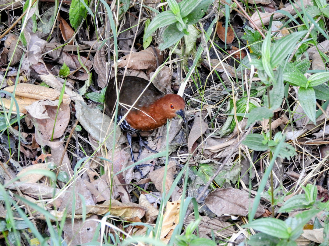 Tentena wildlife tour and Lorelindu national park-Tentena必去景点